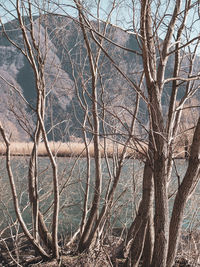 Bare tree in forest