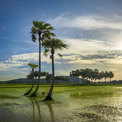 Rice paddy on farm by palm trees against cloudy sky