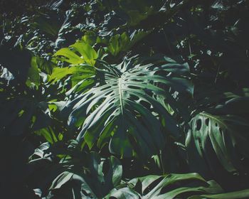 Close-up of green leaves