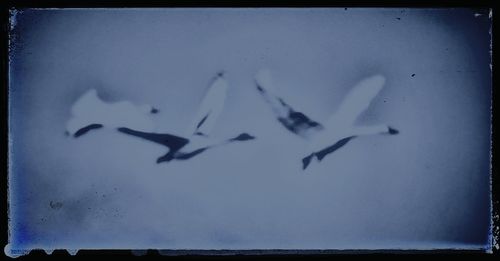 Close-up of bird in water