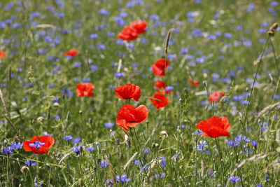 Close-up of poppies blooming in field