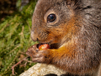 Close-up of a squirrel eating hazelnut