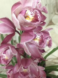 Close-up of pink orchids