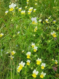 High angle view of white flowering plants on field