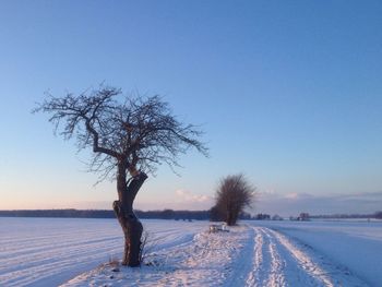 Trees on snow field against sky