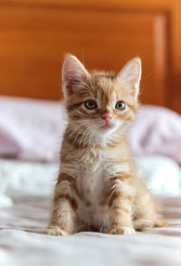 Portrait of kitten on bed at home