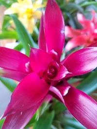 Close-up of pink flowers