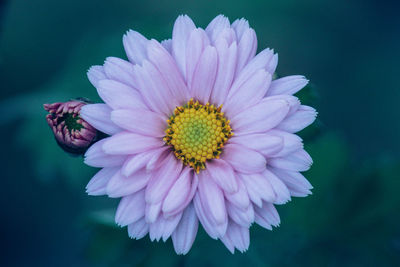 Close-up of pink flower