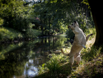 View of a dog in water