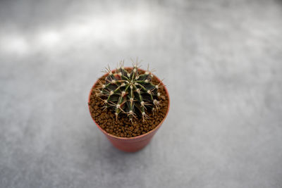 High angle view of potted cactus plant