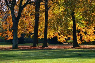 Trees on landscape during autumn