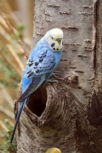 Close-up of parrot perching on tree trunk