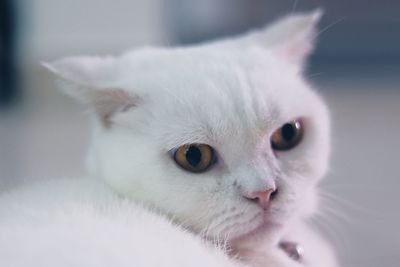 Close-up portrait of a cat