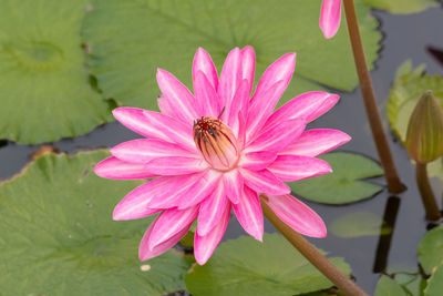 Close-up of bee on pink flower