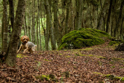 Dog in forest