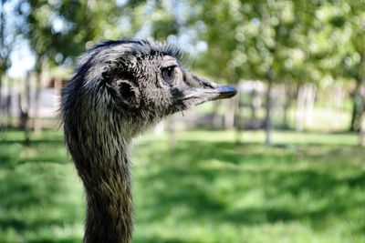 Close-up of bird on grass
