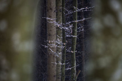 Close-up of spider web on plant during winter