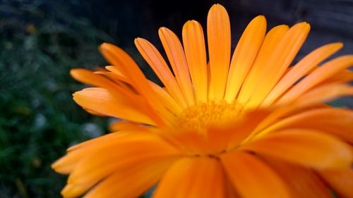 Close-up of yellow flower