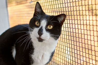 Close-up of cat looking away