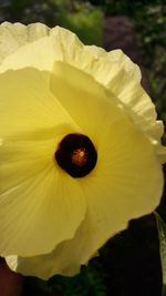 Close-up of yellow flower blooming outdoors