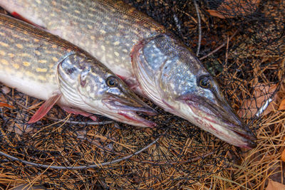 High angle view of fish