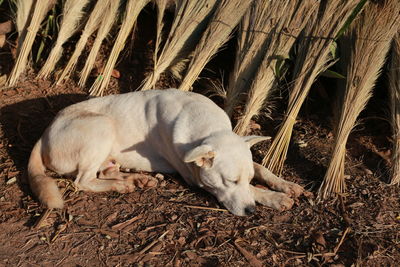 Dog sleeping in a field