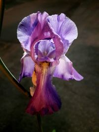 Close-up of purple flowers