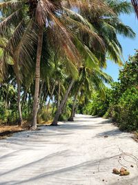 View of palm trees along plants