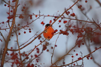 Low angle view of red berries on tree