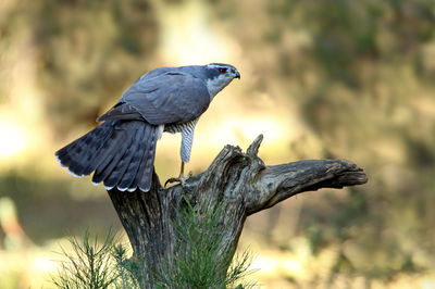 Close-up of bird perching on branch