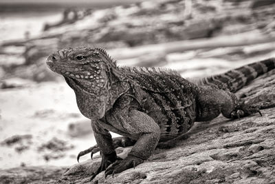 Close-up of a lizard on rock