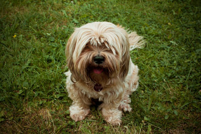 Portrait of dog sitting on grass