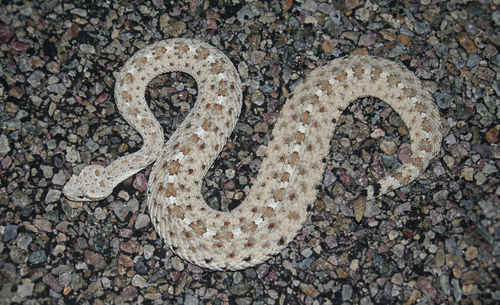 High angle view of a horse