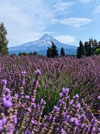 Purple flowering plants on field against sky