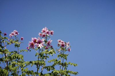 Low angle view of purple flowering plant against clear blue sky