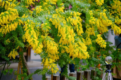 Mimosa in tokyo