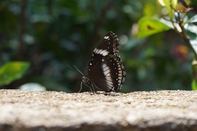 Close-up of butterfly on a wall