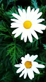 Close-up of daisy blooming outdoors