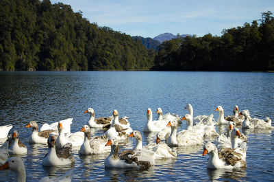 Ducks swimming in lake