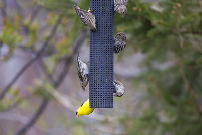 American goldfinch and warblers eating from hanging bird feeder