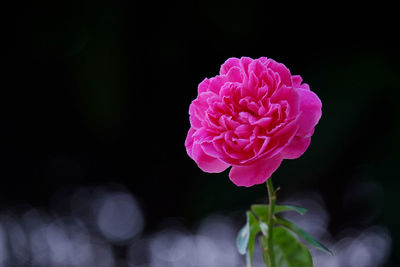 Close-up of pink rose