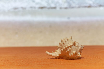 Close-up of shell on beach