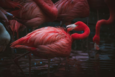 Close-up of flamingos in lake