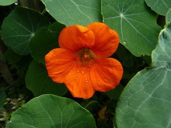 Close-up of flower blooming outdoors