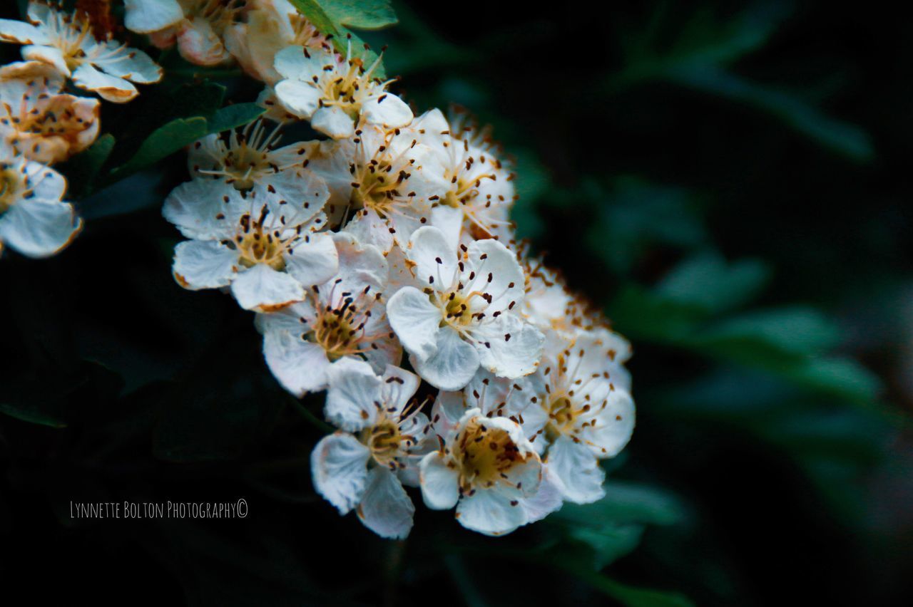 flower, flowering plant, plant, freshness, beauty in nature, petal, growth, fragility, flower head, vulnerability, close-up, inflorescence, pollen, white color, nature, no people, day, focus on foreground, outdoors, selective focus, cherry blossom