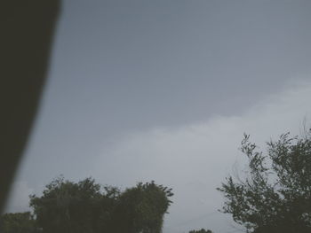 Low angle view of trees against sky