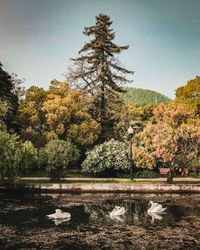 View of birds by lake against sky