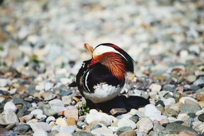 Close-up of a bird on rock