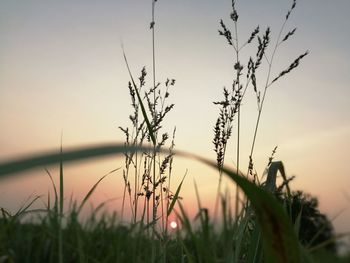 Close-up of stalks against sky during sunset