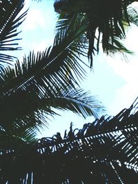 Low angle view of silhouette palm trees against sky